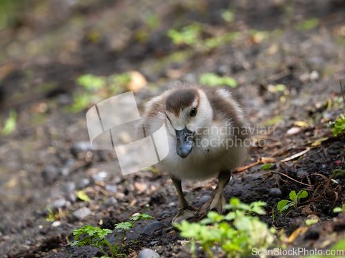 Image of Egyptian Goose Gosling Foraging for Food