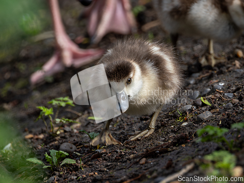 Image of Egyptian Goose Gosling Foraging with Parent Bird Feet in Backgro