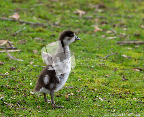 Image of Egyptian Goose Gosling Standing Tall and Flapping Wings