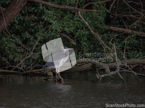 Image of Grey Heron on Branch in Lake
