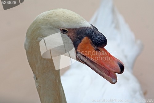 Image of Swan (Cygnini)