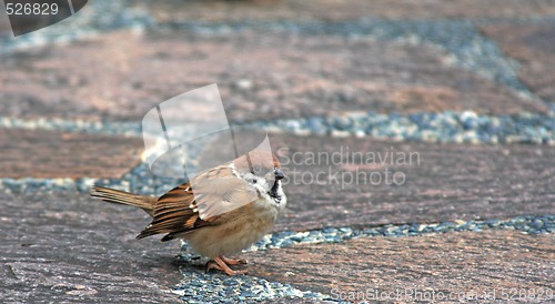 Image of sparrow (Passeridae)