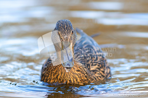 Image of female mallard swimming towards the photographer