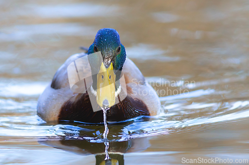 Image of male mallard duck on the water