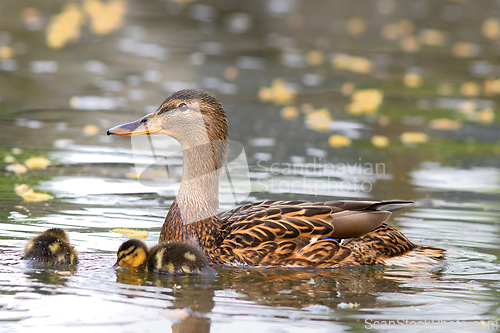 Image of mallard hen with chicks on pond