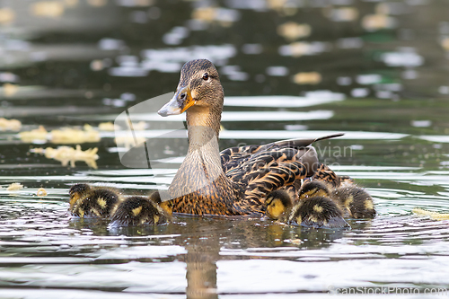 Image of mallard hen with newly hatched ducklings