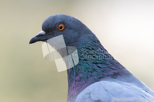 Image of portrait of a feral pigeon