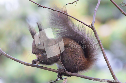 Image of red squirrel eating nut on a branch