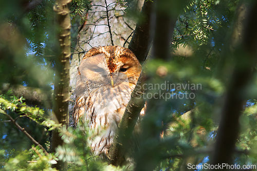 Image of tawny owl hiding on the tree canopy