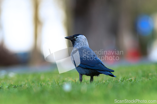Image of western jackdaw on green lawn