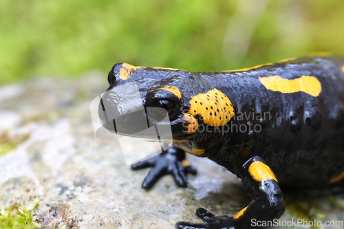 Image of close-up of fire salamander in natural habitat