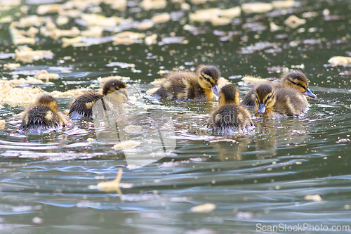 Image of cute mallard ducklings swimming together on pond