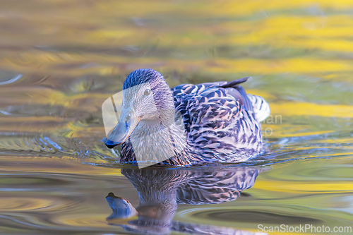 Image of female mallard on colorful pond surface