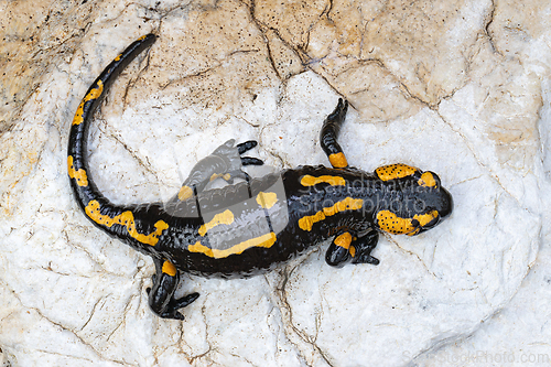 Image of fire salamander on a rock near the river
