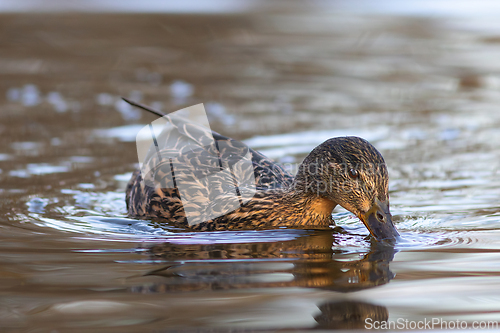 Image of mallard hen foraging for food on pond