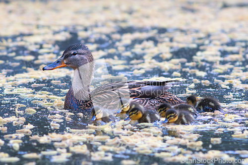 Image of mallard hen with newborn ducklings