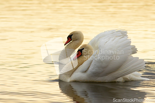 Image of mute swans couple on lake surface