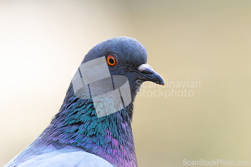 Image of pigeon close-up portrait