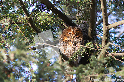 Image of tawny owl hidden in the tree canopy