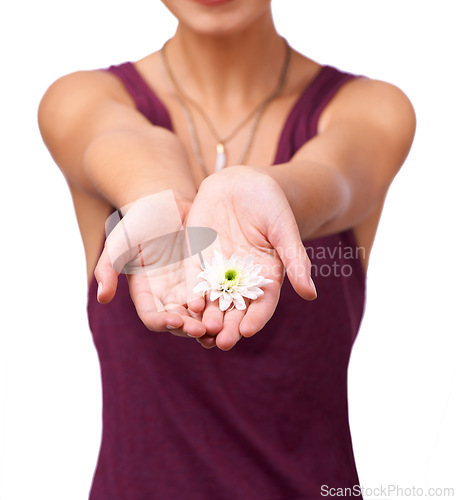 Image of Studio, person and giving a flower by hand by white background and floral plant for botanicals. Model, present and creative inspiration with daisy for stress relief and kindness with natural care