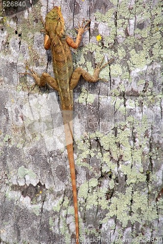 Image of Lizard