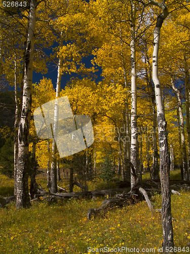 Image of Into the Aspens