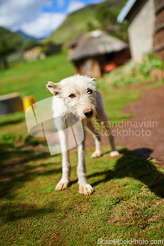 Image of Stray, dog and pet outdoor in countryside, village or nature and rescue from hunger in summer. Animal, shelter and abandoned canine in rural farm, community and puppy at charity for help and care