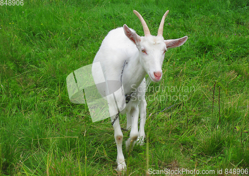 Image of goat in the green grass