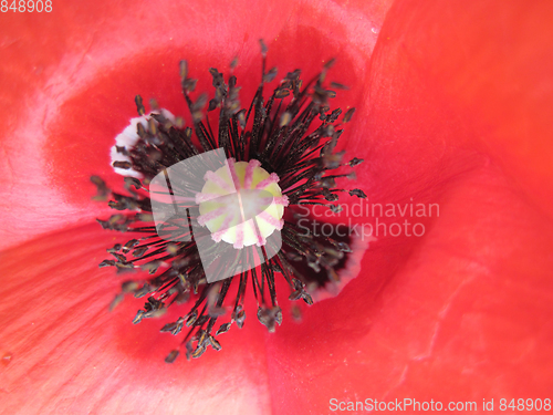 Image of red poppy flower background
