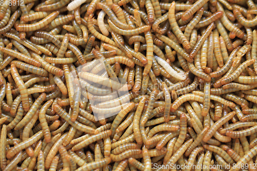 Image of flour worms background