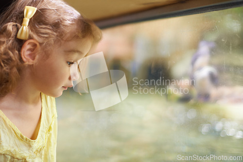 Image of Little girl, glass and aquarium with fish to explore for sightseeing or watching sea animals in captivity. Female person, child or kid looking at window or tank of water creatures or species at zoo