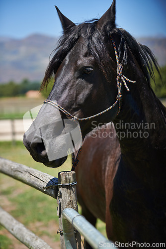 Image of Horse, farm and ranch in countryside, summer and in equestrian harness. Mare, stallion and pet in stable meadow or pen for sunshine, outdoor exercise and healthy animal for dressage or sport riding