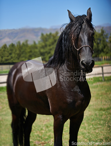 Image of Horse, mare and portrait on grass at farm with healthy development of animal for agriculture or equestrian. Colt, pony and thoroughbred pet in summer, field at ranch and relax in Texas countryside