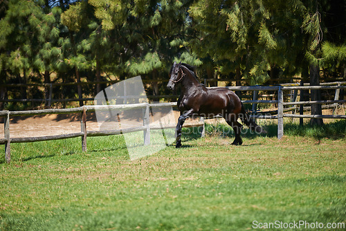 Image of Horse, farm and running on grass with fence of ranch or healthy development of mare for agriculture or equestrian. Colt, pony and mustang on lawn in summer, walking field on land in Texas countryside