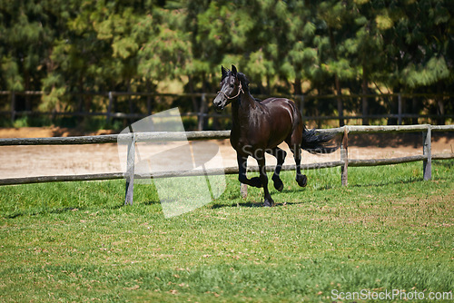 Image of Horse, farm and running on grass with fence at ranch or healthy development of mare for agriculture or equestrian. Colt, pony and mustang on lawn in summer, walking field on land in Texas countryside