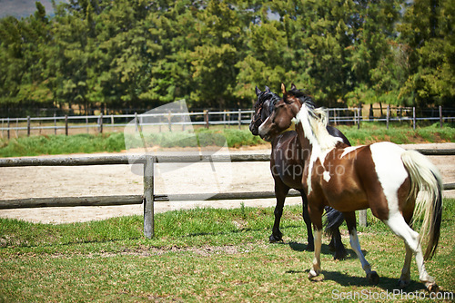 Image of Nature, ranch and horses in field with trees, sunshine and natural landscape with freedom. Farming, fence and equestrian animals on grass in countryside with wellness, power or wildlife conservation