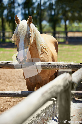 Image of Horse, farm and portrait of mare at fence with healthy development of animal for agriculture or equestrian. Colt, pony and purebred pet in summer, field at ranch and relax outdoor in Texas nature