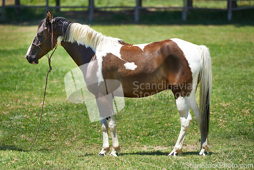 Image of Horse, farm and mare on grass with healthy development of animal for agriculture or equestrian in Texas. Mustang, pony and thoroughbred pet in summer, lawn field at ranch and walk on land in nature