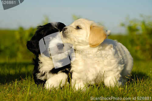 Image of Black and white puppy dogs