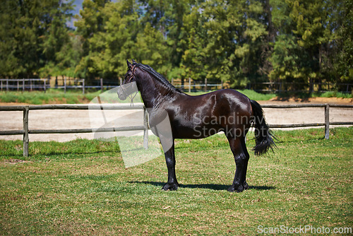 Image of Horse, farm and stallion on grass with healthy development of animal in Texas for agriculture or equestrian. Mustang, pony and thoroughbred pet in summer, field at ranch and walk on land in nature