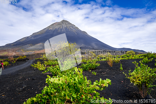 Image of Pico do Fogo and vines in Cha das Caldeiras, Cape Verde