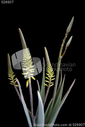 Image of Aloe Vera with flowers on black background