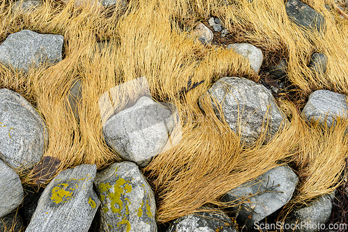 Image of Golden wild grass intertwined with weathered stones in a natural