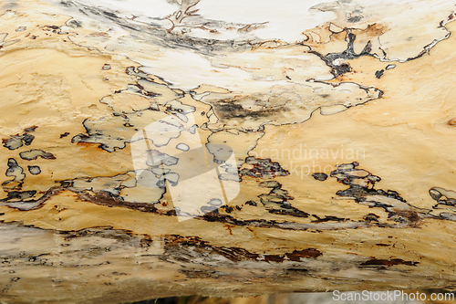 Image of Close-up view of intricate patterns in natural tree texture