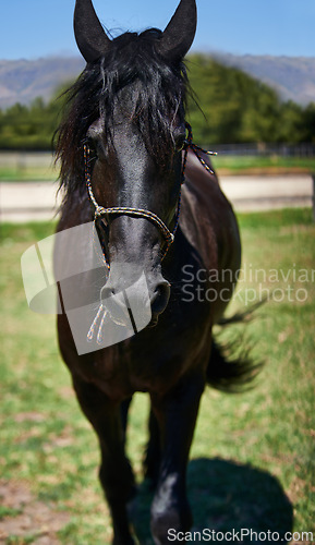 Image of Horse, portrait and mare on grass at farm with healthy development of animal for agriculture or equestrian. Colt, pony and pet mustang in summer, field at ranch and relax in Texas countryside