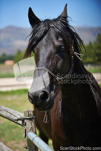 Image of Calm horse, farm and ranch in rural countryside, spring and in equestrian harness. Mare, stallion and pet in stable meadow or pen for sunshine, outdoor exercise and healthy animal for dressage