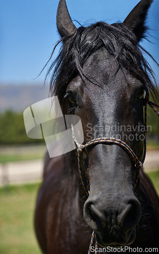 Image of Horse, farm and ranch in countryside, portrait and in equestrian harness. Mare, stallion and pet in stable meadow or pen for sunshine, outdoor exercise and healthy animal for dressage or riding