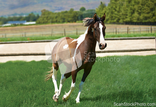 Image of Running, horse and mare on grass at farm with healthy development of animal for agriculture or equestrian. Colt, pony and young pet mustang in summer, field at ranch and walk on land in Texas