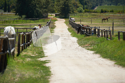 Image of Farm, horse and ranch with dirt road in nature, eating grass and rural area in country side for agriculture production. Fresh air or animals for peace and ecology study in organic environment