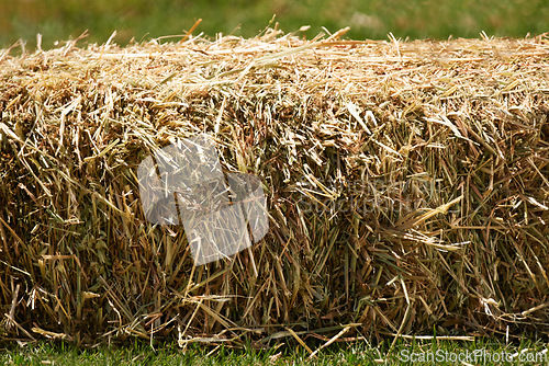 Image of Agriculture, feed and hay in meadow field, ranch and natural sustainability farming in Texas. Grass, nature and closeup in countryside, wheat bales and farm land in USA for animal grain food harvest